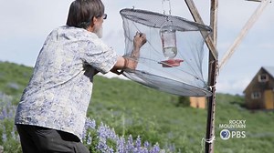 1.8K views · 94 reactions | Watch Gothic's Outdoor Science Lab! Learn about key discoveries made at RMBL, including important insights into climate change, wildlife behavior and plant ecology. | Rocky Mountain PBS | Facebook