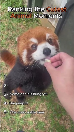 Ranking the Cutest Animal Moments😍😍 #cuteanimals #cutemoment #cute #animals #animalshorts