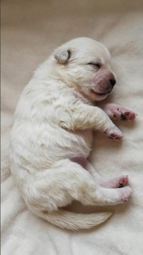White Swiss Shepherd: Puppy to Elegant Guardian 🐾✨