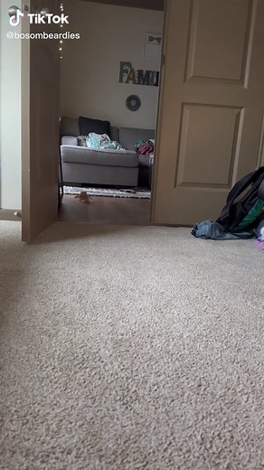 Funny Bearded Dragon Moments | Cute Pet Compilation