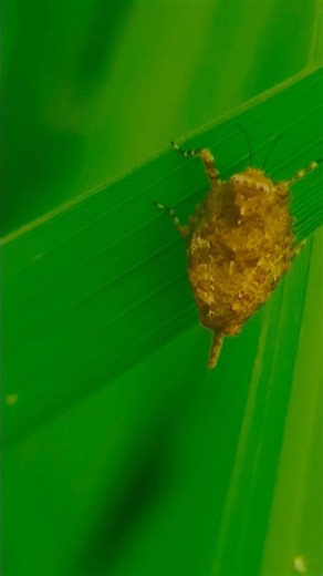 This incredible macro shot captures a tiny stink bug sitting on a blade of grass #shorts #ytshorts