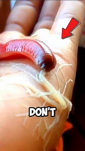 Please Don't Touch This Worm 😨 You may have seen videos about strange creatures that secrete this white substance. this alien-like creature is known as a ribbon worm. they use their proboscis to attack their prey. This proboscis can extend several times the length of the body. but what will happen if this worm touches you? you will get caught in their sticky substance until they let you go #donttouch #viral #explorepage✨ #exploremore #reelsviral #reels | Glitchfy