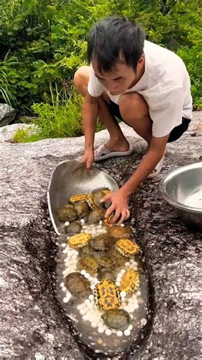 Saving Baby Turtles 🐢 from a Dry Rock Pool | Safe Release into Natural Pond #turtle #turtlerescue