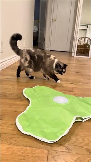 My Cat vs. The Squeaky Mouse Under the Blanket