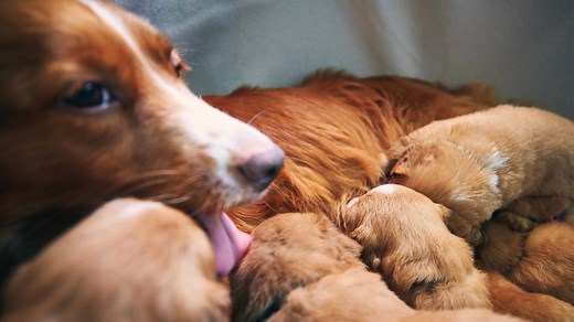 Why Is My Dog Eating Her Puppies, and What Can I Do About It?