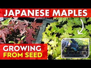 How to Grow Japanese Maple Trees from Seed | Potting Up Seedlings