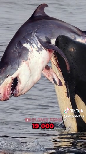 Orca vs Gran Tiburón Blanco: ¿Quién Gana en esta Batalla Épica?