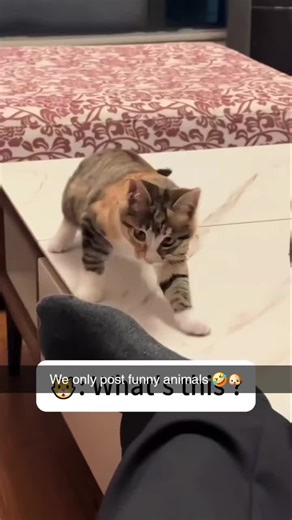 smelly feet #fyp #cat #stinky #wtf #funnyanimals