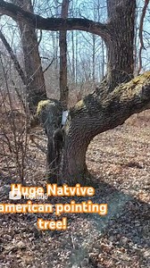  Awesome native American pointer tree. this thing is huge #tree #nativeculture #nativepride #nativeamericans #trees #garbagegrassoutdoors #youtubeshorts #animalslover #naturelovers #Wisconsin #getoutside #hikingadventures #discgolf #hike #spring | Garbage Grass Outdoors | Facebook