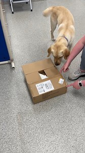 NEADS Service Dog in Training Elwood got mail from his Puppy Raiser for being the goodest boy! | NEADS World Class Service Dogs