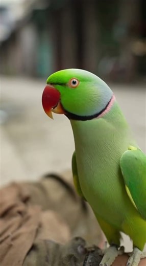 Vẹt và anh thoát đói #thucung #dongvat #vetlamloi #vetthongminh #giaitri