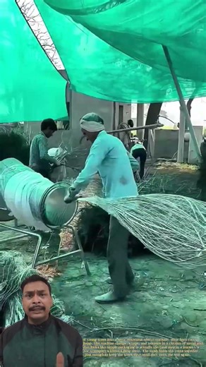 Bare-Root Tree Wrapping: The Critical Step That Saves Saplings #shortsfeed #shorts #trending