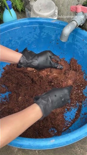 How to Use Coco Coir for Gardening | Dùng viên xơ dừa giúp đất tơi xốp, giữ ẩm tốt