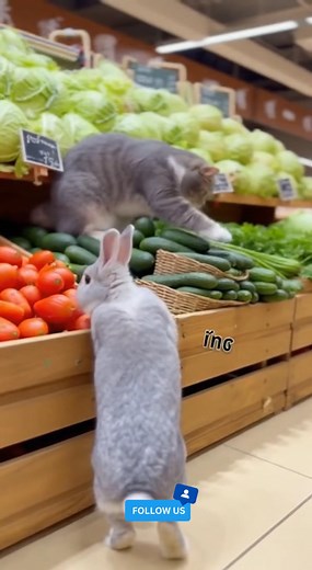 When Your Bunny Goes Grocery Shopping 🐰🛒 . . #Rabbit #Bunny #CuteAnimals #FunnyAnimals #PetRabbit #RabbitLife #BunnyLove #AnimalReels #SuperShop #GroceryStore #ViralReels #ReelsVideo #TrendingReels #CutePets #AdorableAnimals | Entertainment Pets