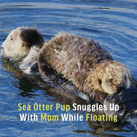 Sea otter pups are often born in the water and are dependent on their mothers from the start. For the first few months, a mama otter nurses her pup while floating on her back. When she needs to dive for food, she wraps the baby in kelp to keep it from drifting away—like swaddling with seaweed. It's like a cozy, floating daycare where the little ones can observe and learn. | Oceana Canada