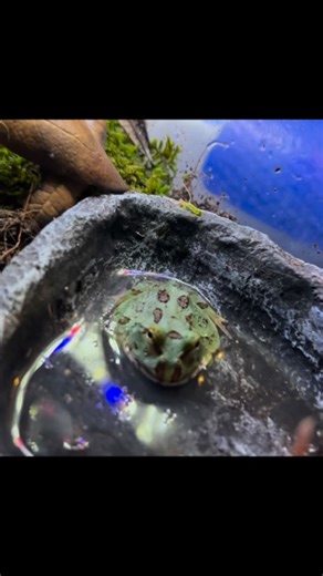 Tyson Hudson on Instagram: "Quick dip for my Pac-Man frog 🐸 . . . . . . . . . . . . . . . . . . . . #frog #amphibians #pacman #pacmanfrog #frogs"
