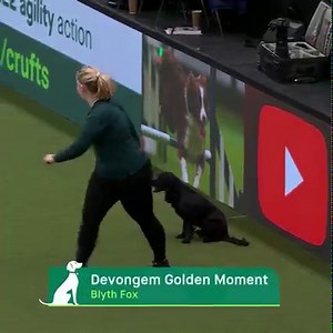 #Crufts 2022 is in full swing with small dogs pulling out big performances already! 🐶💚 | Crufts