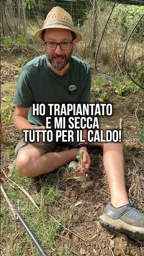 Le piantine si SECCANO: bisogna ombreggiare