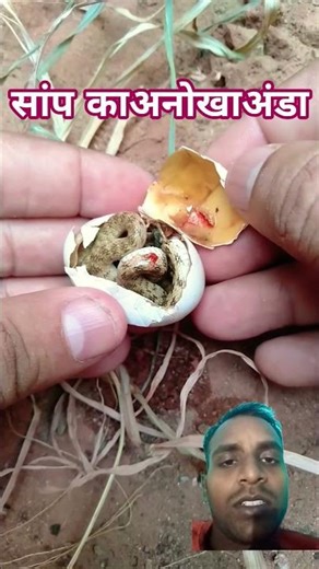 snake egg opening carefully shorts video. #dance#funny#comedyshorts#comedy#youtubeshorts#funnyshorts