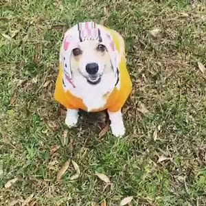 I made Cheza cosplay Poe. I was not disappointed. :3