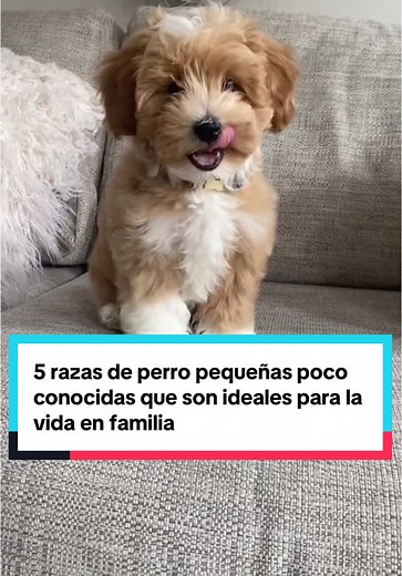5 Razas de Perro Pequeñas Poco Conocidas para Familias
