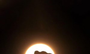 Woolly Mammoth: Secrets From The Ice - Where to Watch and Stream Online – Entertainment.ie