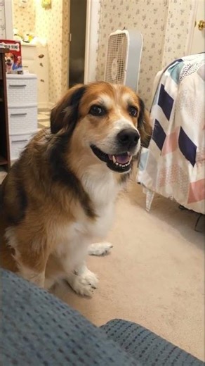 I Must Say This Dog has an Impressive Yawn and Belch