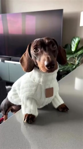 What’s your favorite pose? Follow @dachshundboss Credits @parker.dachshund - - - - - #dachshund #dachshundlife #dachshund_life #dachshundworld #dachshund_world #dachshund_love