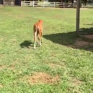 11K views · 1.2K reactions | One last video of yesterday's outing.. Feeling so good she let out a little fluffy | Equine Rescue & Rehoming | Facebook