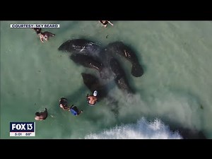 Video shows manatees being harassed by beachgoers