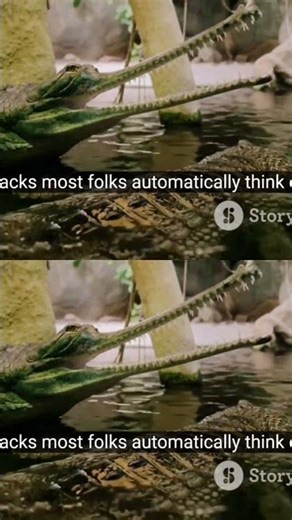 Crocodiles vs Alligators - The Ultimate Showdown