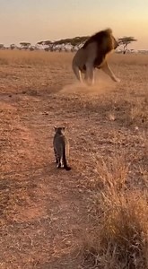 767K views · 10K reactions | Lion Fear thai cat #cat #AI #funnyreels #funnycat #foryoupageシ | Guck Koracha Sudaree | Facebook