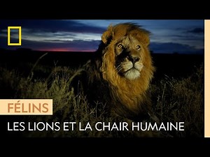 Le lion et l'attrait de la chair humaine