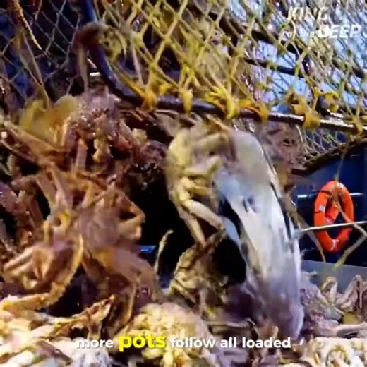 38K views · 822 reactions | Alaska King Crab Fishing Coast Guard Raids Just as Tanks Fill Up! #kingcrab #deadliestcatch #fishing | Wizard of the Seas | Facebook