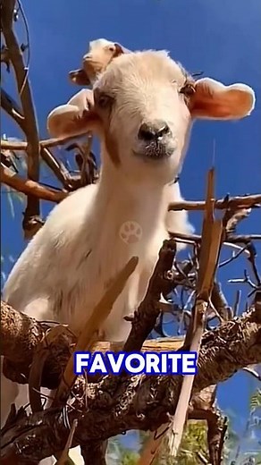 Goats… Climbing TREES?! The Wild Truth 😳🌳 #shorts #goatclimbing #animalfacts