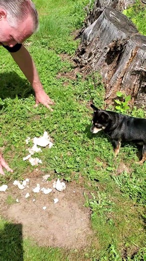 Memorial Day - Morphy at the Cemetery - She finds puffball mushrooms #morphy #doggielife #mushroom