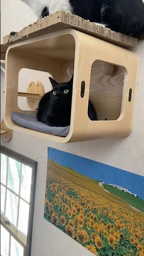 【猫家族団欒】DIYで作ったキャットウォーク #里親 #保護猫 #キャットタワー #頂いたパズル