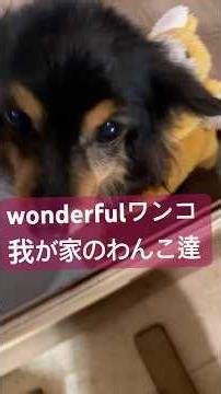 わんこ紹介 我が家のわんこ #cutedog #kawaii #ライブ動画 #かわいい犬 #癒し