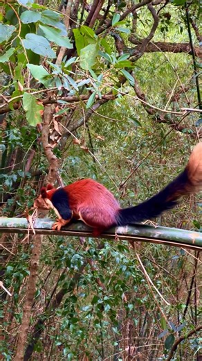 Spotted the Indian Giant Squirrel — vibrant, rare and absolutely stunning. Meet one of India’s most fascinating wildlife wonders — the Indian Giant Squirrel, also known as the Malabar Giant Squirrel 🐿️🇮🇳 With its striking colors, long tail, and tree-top agility, this incredible creature is a reminder of how diverse and magical India’s wildlife truly is. This short reel captures a rare and beautiful moment in nature — perfect for wildlife lovers, nature explorers, and travel enthusiasts. Momen