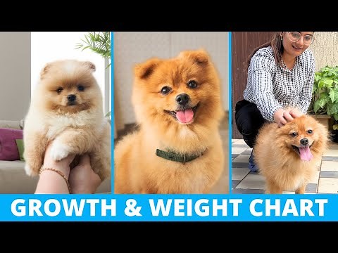 Pomeranian Growth & Weight Chart: Everything You Need to Know
