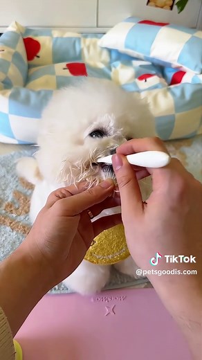 Bichon Frise: Your Best Friend for Stress Relief