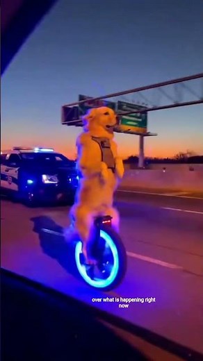 Dog Rides Electric Unicycle 😱 | You Won’t Believe This!