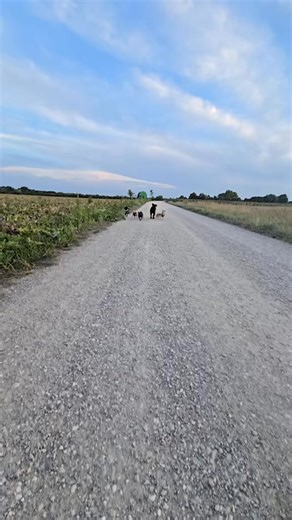 Disabled dog Well and !!!!! Dogs animals with handicap can be as happy with the right person as any non -disabled animal. Knowledge, time, patience, love and money ... these are the prerequisites. | HandicapDogs