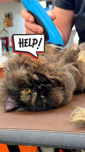 1.7M views · 58K reactions | Watch this cat in crisis ask for help 凉 #cats #rescuecat #catgrooming #sheltercat #animalshelter | Rocky Kanaka | Facebook