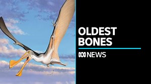 12K views · 199 reactions | Researchers have confirmed the bones of a close relative to dinosaurs are the oldest ever found in Australia The 107-million-year-old bones unearthed in Dinosaur Cove belong to a juvenile pterosaur. | ABC News | Facebook