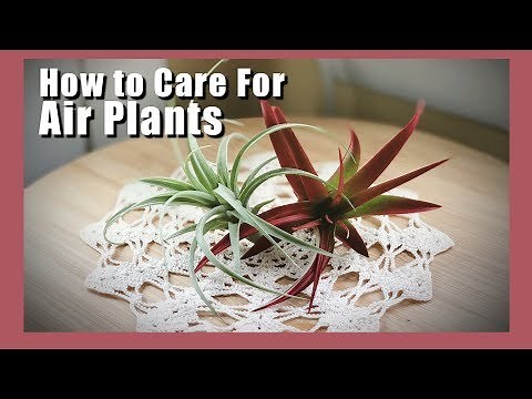 Air Plant Care Tillandsia | How to Water Air Plants | Air Plant Care 🌿