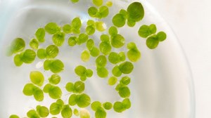 Genetic Discovery Could Lead to Faster Growing Duckweed | Newswise