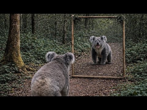 Animals REACT to a Mirror for the FIRST Time – Incredible Animals