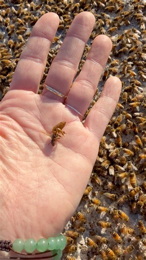 23K views · 262 reactions | Got a call to some bees in the middle of the road. I discovered that their queen was dead and I put her into the portable nuc box so they’d follow her in and they did *protip-dont ever get rid of the queen if you see she died. I always give the queen to the bees so they know she’s gone 凉 | Nooga Honey Pot | Facebook