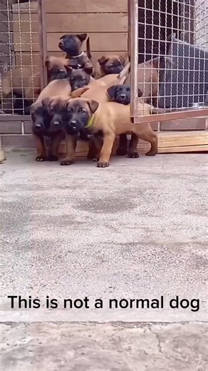 Don’t train your dog like this…#dogtraining #dogtips #malinois #germanshepherd